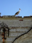 Часовня Рождества Пресвятой Богородицы, аисты на часовне<br>, Кошелевичи, Сланцевский район, Ленинградская область