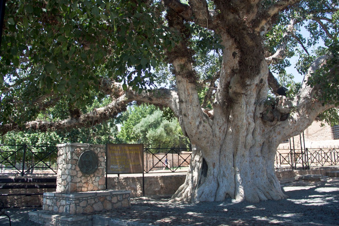 Айа-Напа. Монастырь Айя-Напа. архитектурные детали, тутовое дерево перед южными воротами
