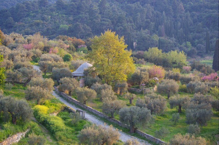 Монастырь Ватопед, Афон (Ἀθως) (Айон-Орос (Άγιον Όρος), Греция). дополнительная информация, Оливковый сад монастыря