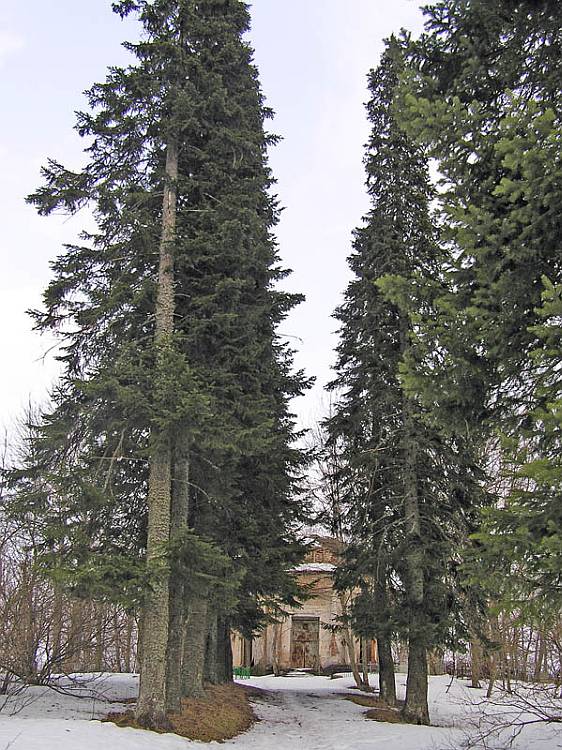 Церковь Спаса Всемилостивого, Александрово (Порховский район, Псковская область). общий вид в ландшафте