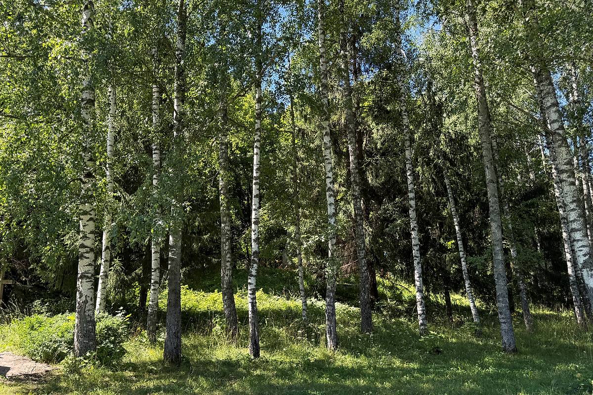 Вид на церковное место с востока, фасады. Церковь Воскресения Словущего, Пустотино (Кораблинский район, Рязанская область)