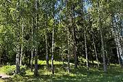 Пустотино. Воскресения Словущего, церковь