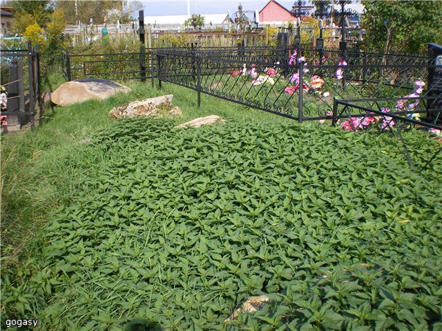 Церковь Никиты мученика на Никитском, что на Дрезне, погосте, Бывалино (Павлово-Посадский городской округ и г. Электрогорск, Московская область). дополнительная информация, Остатки фундамента Никитской деревянной церкви в Бывалино.