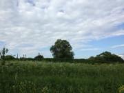 Церковь Успения Пресвятой Богородицы, Храмовое место<br>, Калинино (Богородицкое), Козельский район, Калужская область