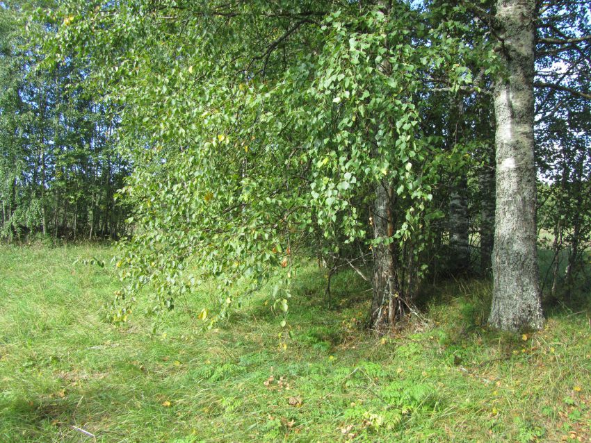 Кирилло-Челмогорская пустынь, Чёлма, урочище (Каргопольский район, Архангельская область). дополнительная информация, заросший деревьями вал монастырской ограды, северо-западная часть