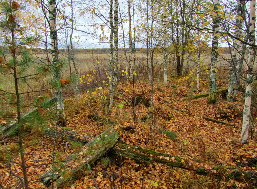 Церковь Рождества Пресвятой Богородицы, Красная Ляга, урочище (Каргопольский район, Архангельская область). фасады, остатки венцов на месте трапезной