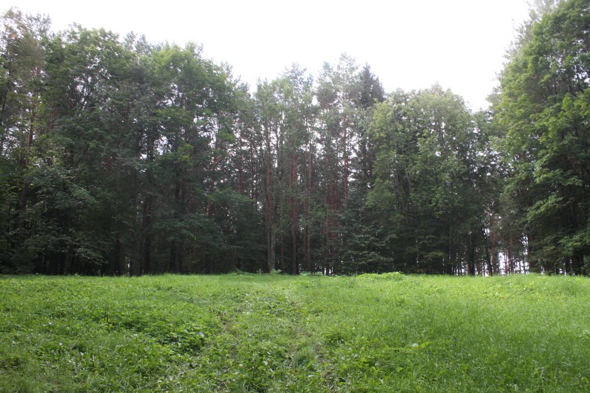Собор Троицы Живоначальной, Белый (Бельский район, Тверская область). фасады, Вид на церковное место с севера