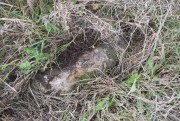 Церковь Введения во храм Пресвятой Богородицы, остатки фундамента на храмовом месте<br>, Алешня, Болховский район, Орловская область