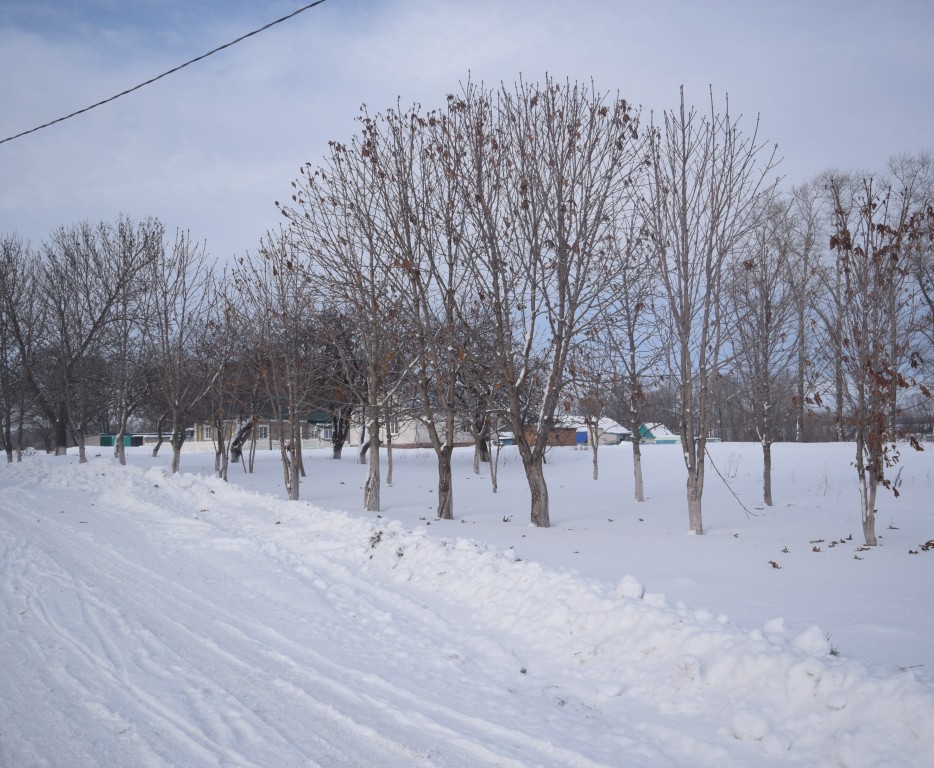 Куриловка. Церковь Покрова Пресвятой Богородицы. дополнительная информация, Храмовое место, где растут каштаны и яблони (вид с восточной стороны)