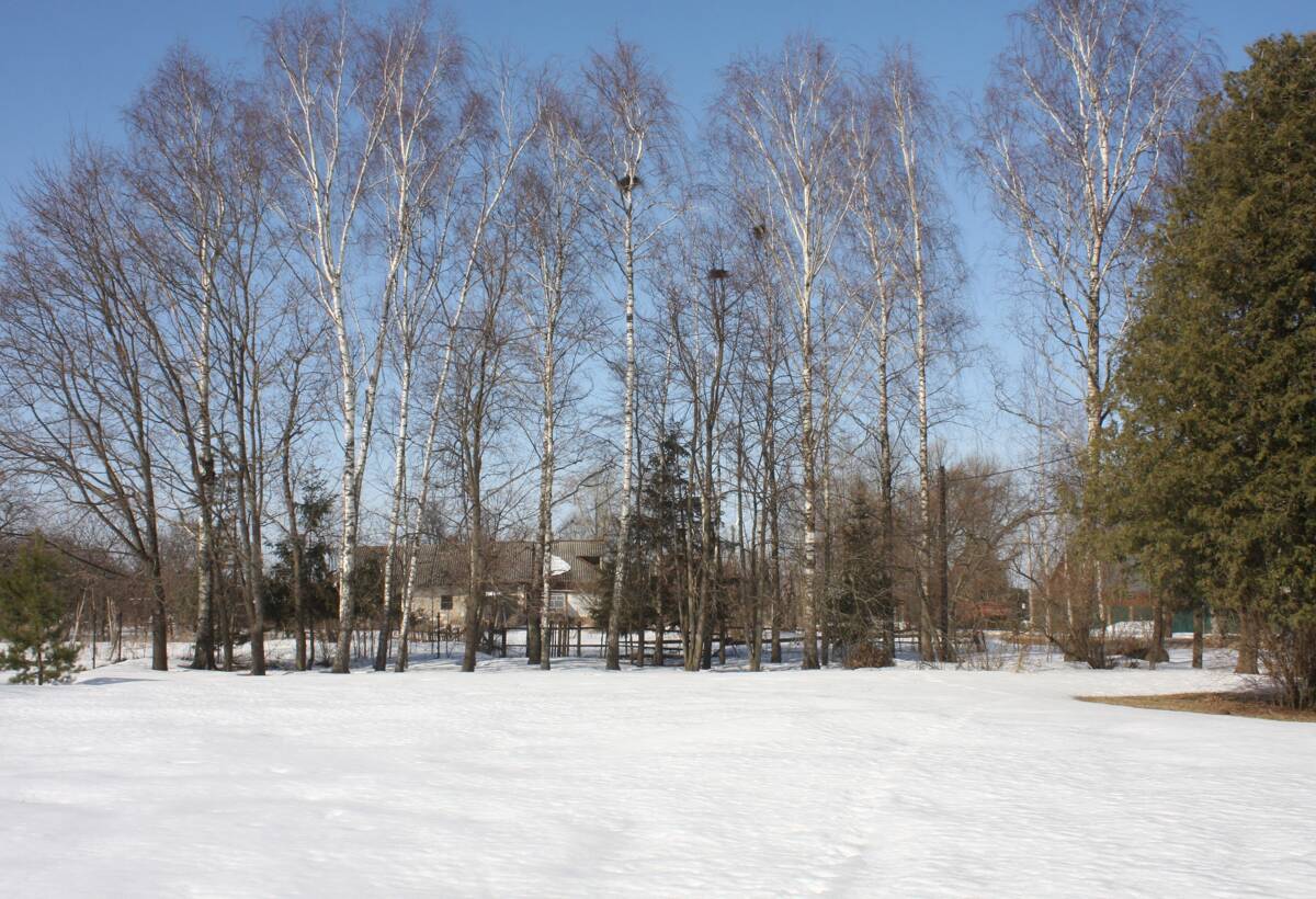 Церковь Троицы Живоначальной, Новоникольское (Шаховской городской округ, Московская область). дополнительная информация, Вид на церковное место с востока