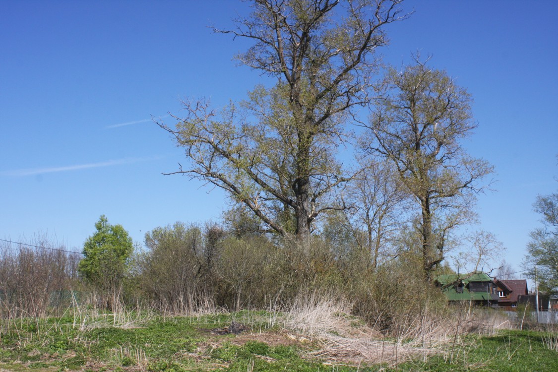 Церковь Николая Чудотворца, Старое Село (Борисовское с/п) (Можайский городской округ, Московская область). дополнительная информация, Вид на церковное место с северо-востока.