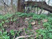 Забелино. Преображения Господня, церковь