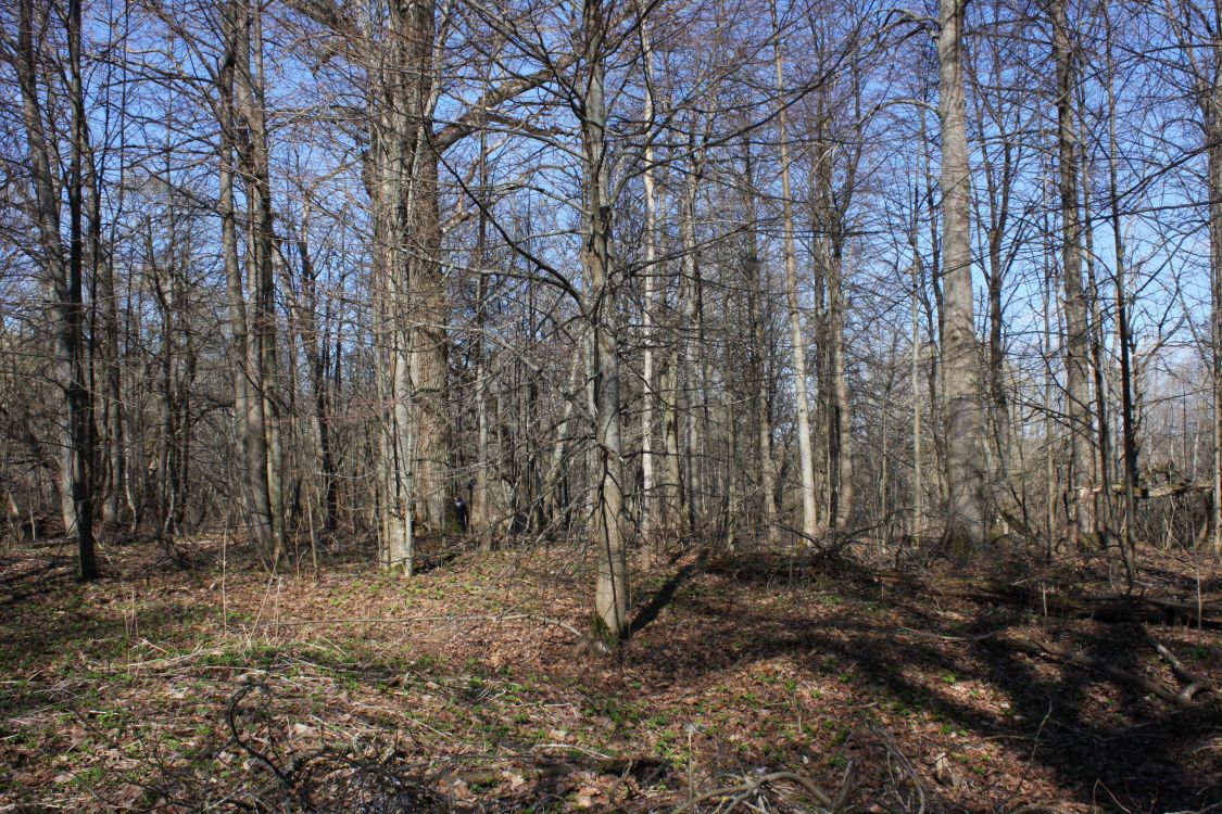 Церковь Рождества Христова (старая), Вёшки (Можайский городской округ, Московская область). дополнительная информация, Вид на церковное место с востока.