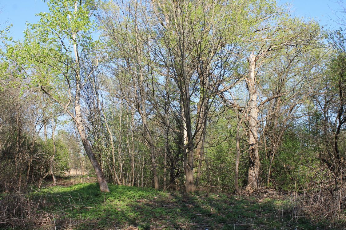 Церковь Иоанна Богослова, Богословское (Чернский район, Тульская область). дополнительная информация, Вид на церковное место с северо-запада.