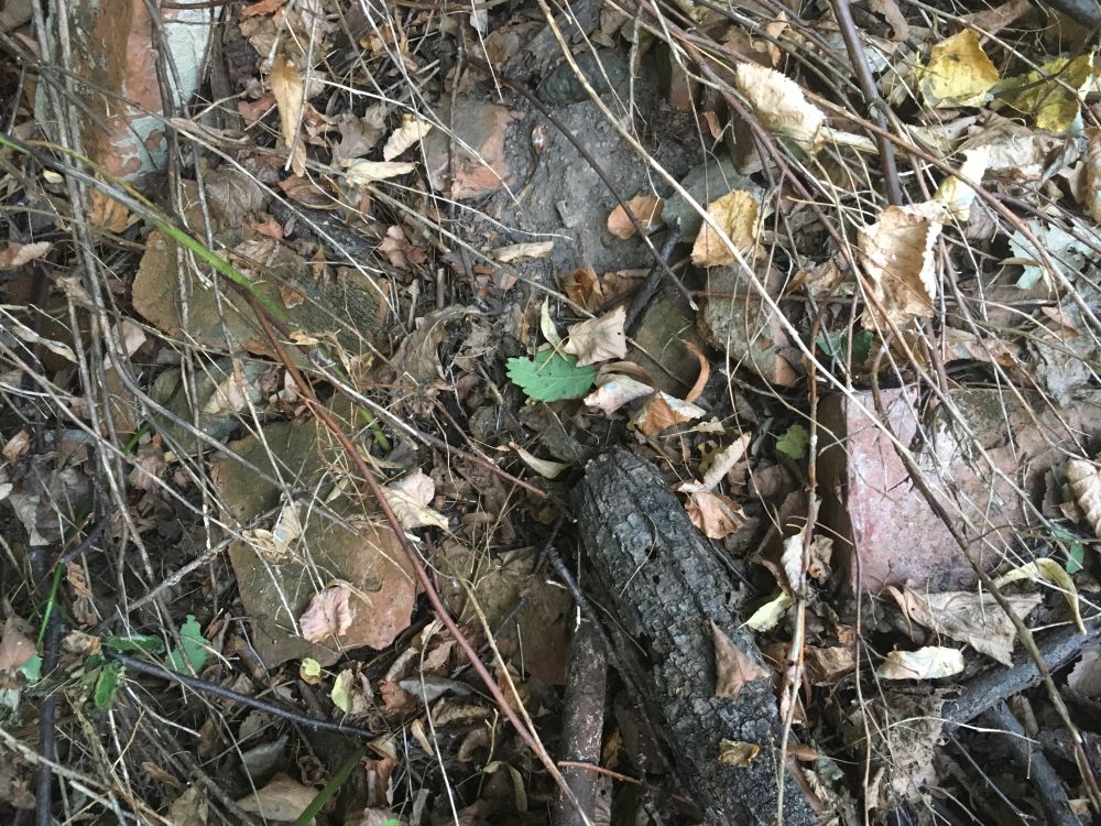 Церковь Введения во храм Пресвятой Богородицы, Охотное (Сухиничский район, Калужская область). дополнительная информация, Храмовое место остатки кирпича