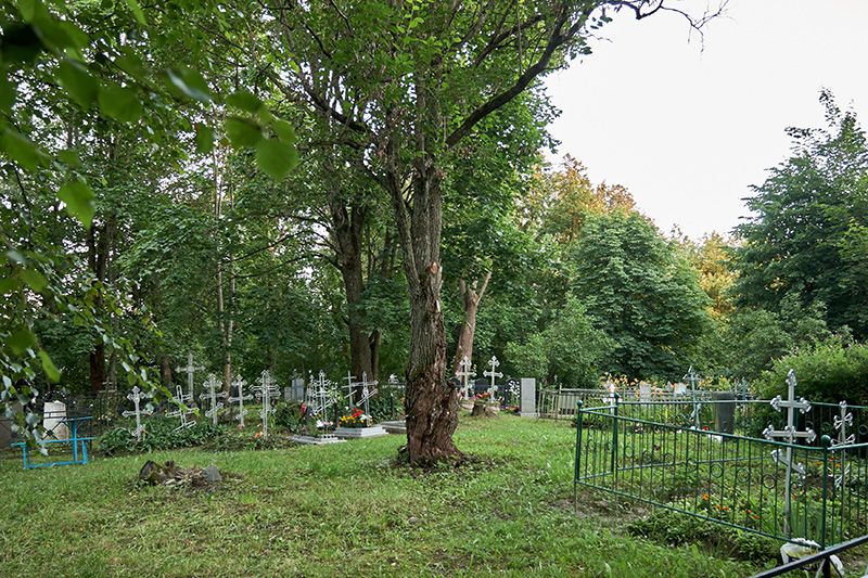 Церковь Илии Пророка, Ильинский погост (Тосненский район, Ленинградская область). дополнительная информация, Остатки фундамента Ильинского храма с выросшим на них деревом