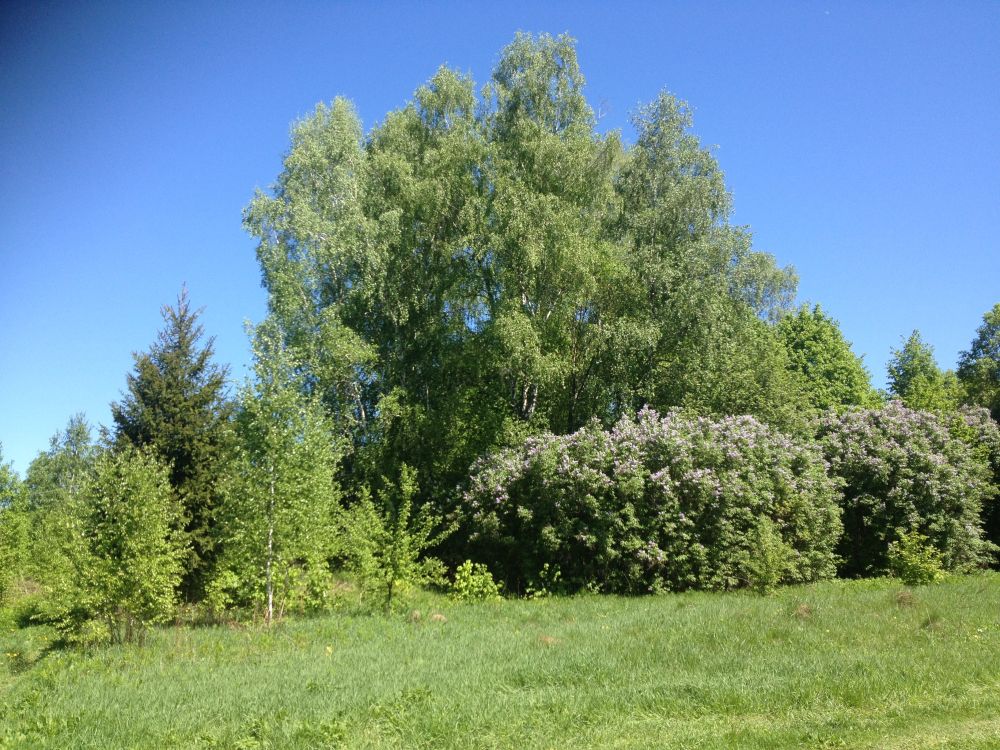 Церковь Спаса Нерукотворного Образа, Губино (Никольское) (Ферзиковский район, Калужская область). общий вид в ландшафте, Храмовое место, где березы (вид с юго-западной стороны)