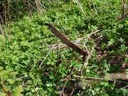 Церковь иконы Божией Матери "Знамение", , Рогатово, урочище, Фурмановский район, Ивановская область