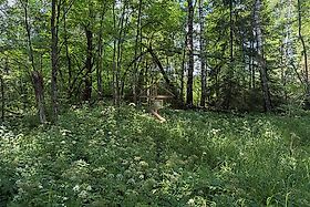 Митенево. Церковь Космы и Дамиана