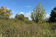 Языково. Николая Чудотворца, церковь