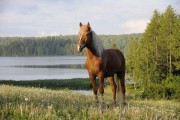 Исаева Алла